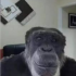 Epic Owl Movie