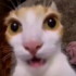 sillycat's Room