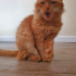 survivor cat funny