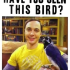 tbbt